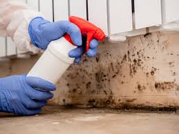 Why You Should Choose Our Mold Remediation Services in Stone Park, IL